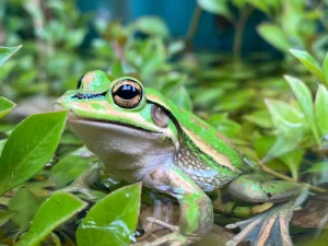 cover-frog-copy-300x225 She Was Meant to Be the First Teacher in Space Four Decades Later, Her Dream Still Shapes the Future of Exploration