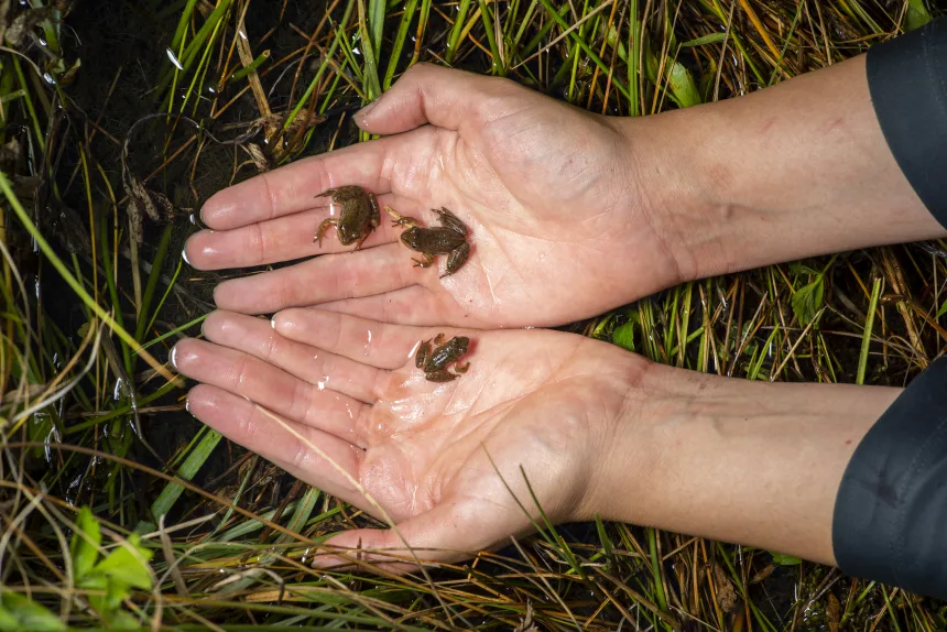 dsc0082 From Frog Saunas to Medicated Baths: Scientists Race to Stop a Global Amphibian Plague