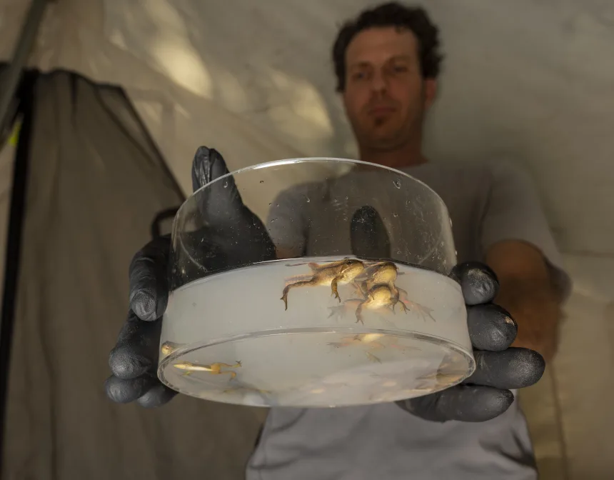 dsc9888 From Frog Saunas to Medicated Baths: Scientists Race to Stop a Global Amphibian Plague