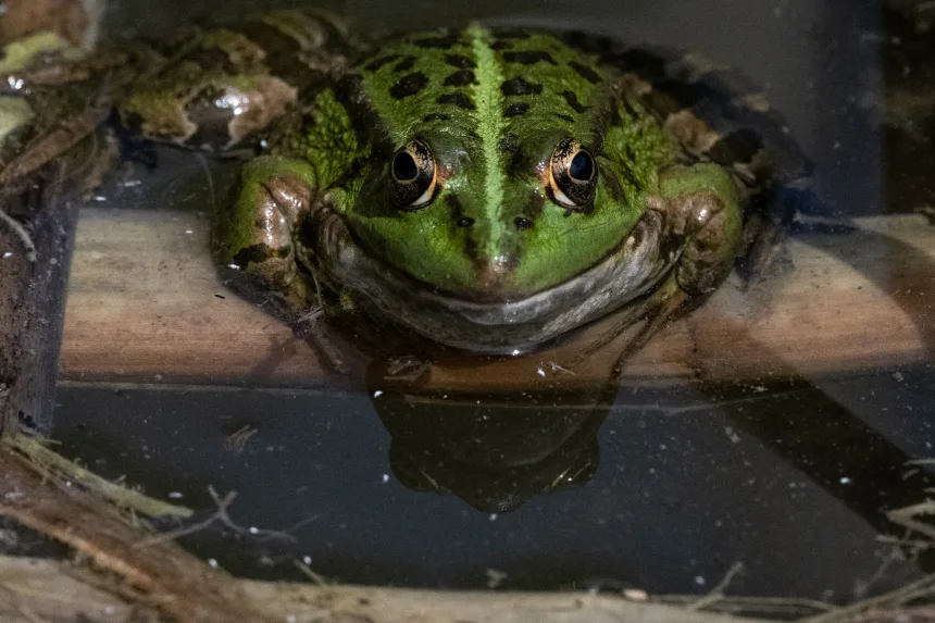 gettyimages-2227710851 From Frog Saunas to Medicated Baths: Scientists Race to Stop a Global Amphibian Plague