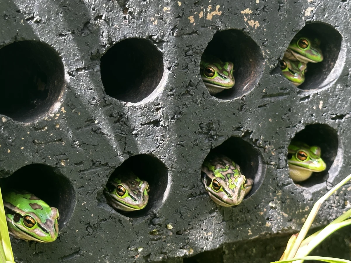 photo-1-11-2023-2-58-58-pm From Frog Saunas to Medicated Baths: Scientists Race to Stop a Global Amphibian Plague