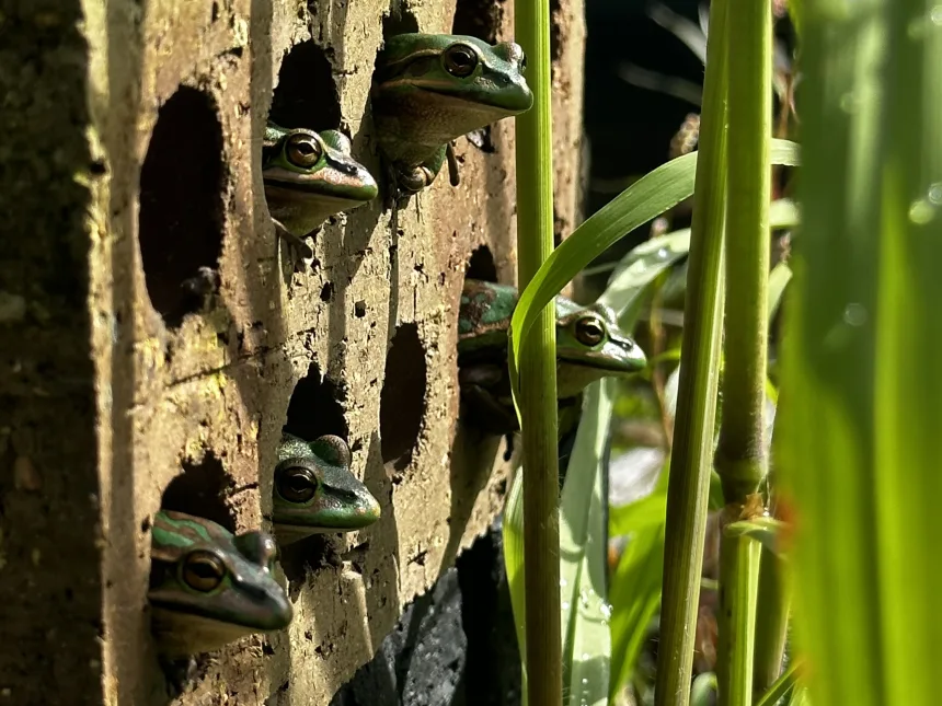 photo-6-11-2023-9-02-18-am From Frog Saunas to Medicated Baths: Scientists Race to Stop a Global Amphibian Plague